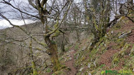 Bosque de camino al Pico Trigueiro