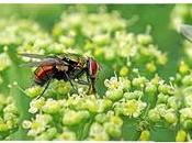 cambio climático plagas