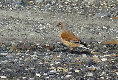 11º ANIVERSARIO... CON NUEVO PROYECTO EN EL HORIZONTE