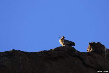 La fortaleza de las bandurrias