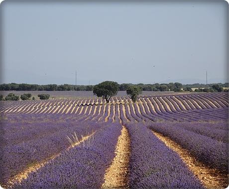 Siete pueblos encantados de Guadalajara Campos de lavanda en Brihuega