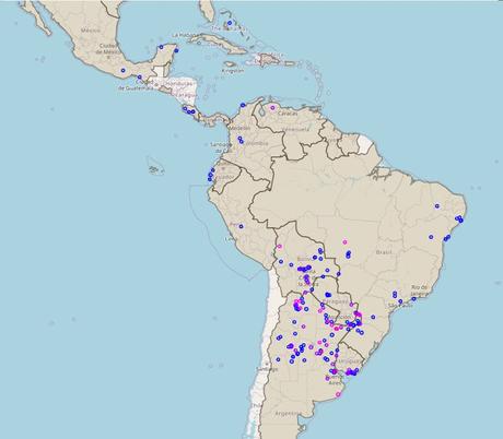 Macá gris (Tachybaptus dominicus)