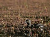 Macá gris (Tachybaptus dominicus)