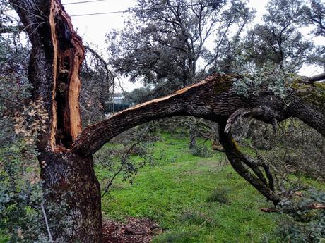 ÁRBOLES: CONVERSACIÓN ÁRBOLES: CONVERSACIÓN