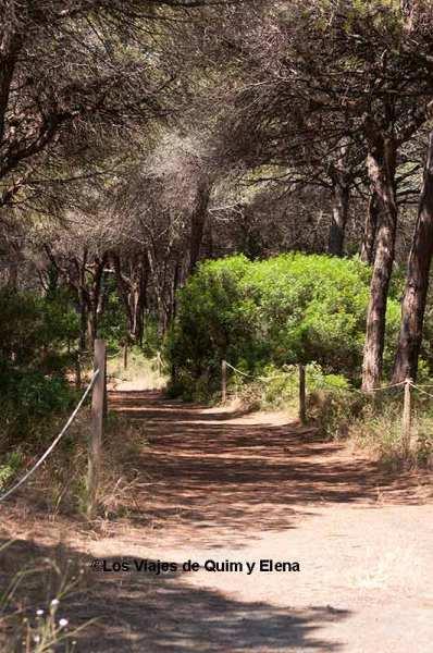 Pineda de Can Camins en el Delta de Llobregat