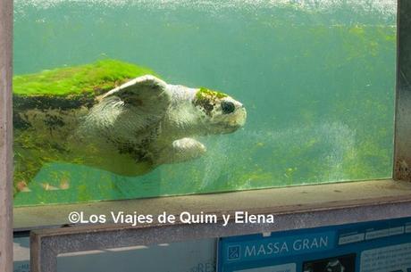 Tortuga en el CRAM