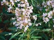 Yerba Santa (Eriodictyon crassifolium)