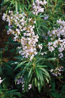 Yerba Santa (Eriodictyon crassifolium)