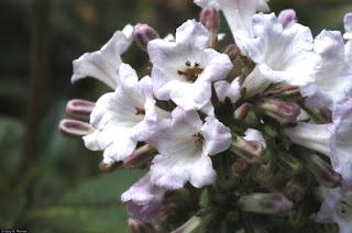 Yerba Santa (Eriodictyon crassifolium)