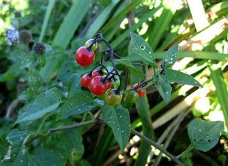 Solanum dulcamara...