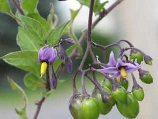 Solanum dulcamara...