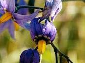 Solanum dulcamara...
