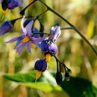 Solanum dulcamara...