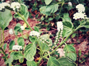 Heliotropium europaeum