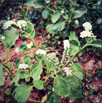 Heliotropium europaeum