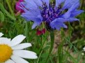 Aciano azul (Centaurea cyanus)