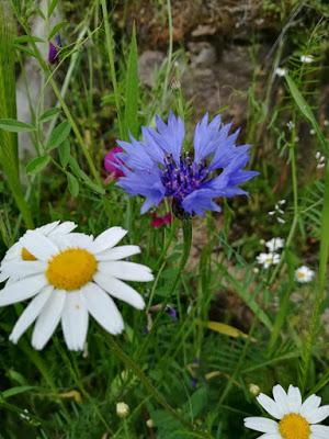 Aciano azul (Centaurea cyanus)