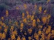 Escobas: Retama para escoba algunos consejos