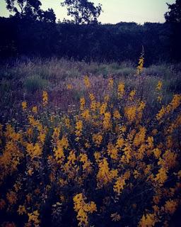 Escobas: Retama para escoba y algunos consejos