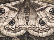 ¢Brujería Cerco (Breve introducción)