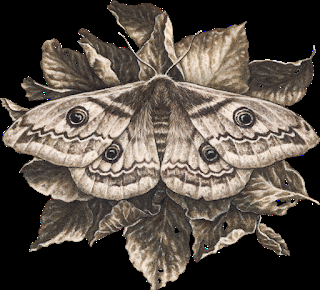 ¢Brujería del Cerco (Breve introducción)