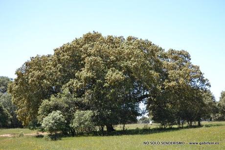 Por Cordobilla de Lácara