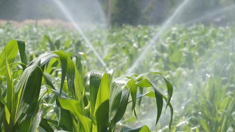 AGRICULTURA SOSTENIBLE: 10 ACCIONES QUE PUEDES APLICAR EN TU FINCA