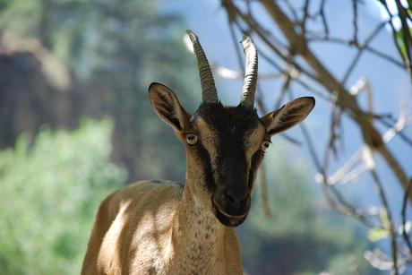 Del Egeo a Chipre por una cabra