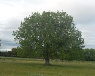 LOS CELTAS Y LOS ARBOLES SAGRADOS