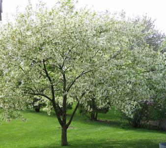 LOS CELTAS Y LOS ARBOLES SAGRADOS