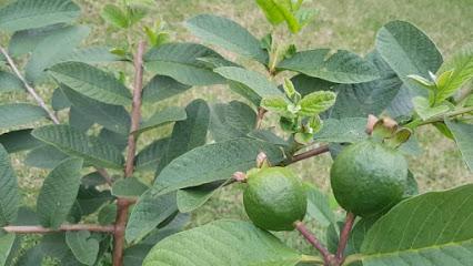 Para Qué Sirven Las Hojas De Guayaba: Propiedades Curativas
