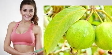 Para Qué Sirven Las Hojas De Guayaba: Propiedades Curativas