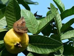 Para Qué Sirven Las Hojas De Guayaba: Propiedades Curativas
