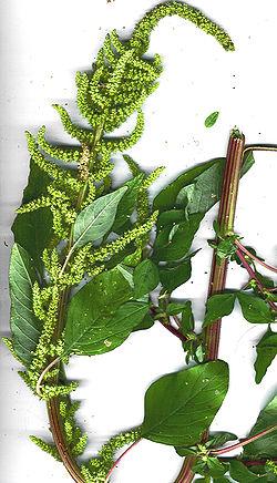 Propiedades de la Pira  (Amaranthus)