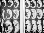 Quimeras hombre-mono