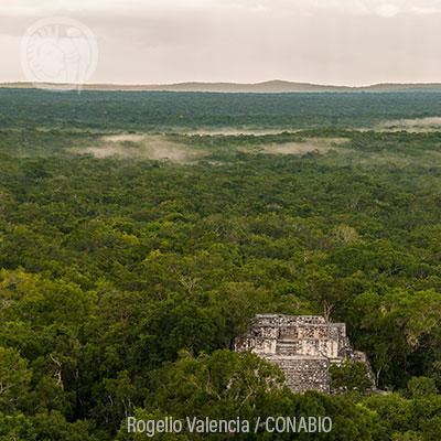 Ecosistemas (VI) Selvas Húmedas