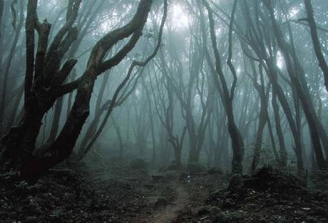 Bosque Hoia-Baciu, triángulo de las bermudas de Transilvania