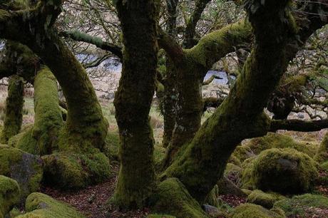 Bosque Hoia-Baciu, triángulo de las bermudas de Transilvania
