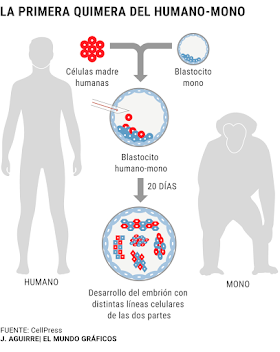 NO ES ÉTICO CREAR EMBRIONES HÍBRIDOS