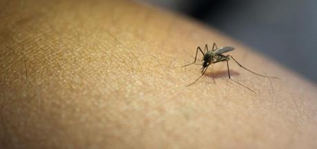Repelentes naturales y remedios para las mordeduras de mosquitos