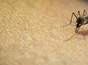 Repelentes naturales remedios para mordeduras mosquitos