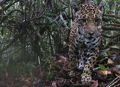 Día de la Tierra: el jaguar es la estrella de la Amazonía de Cusco