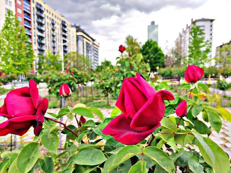Los rosales de Ponferrada comienzan a mostrar sus flores en primavera 4