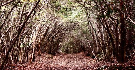 ¿Conoces Aokigahara? bosque de los suicidios, historia