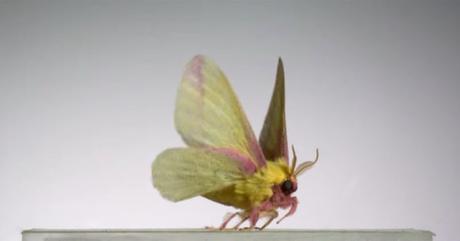 Video en cámara superlenta de insectos despegando a 3.200 fps