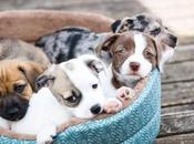 Tienda Cachorro: Aumento número adopciones personas interesadas comprar perro Madrid durante pandemia