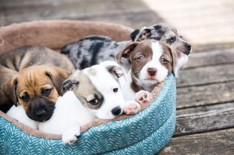 Tienda Cachorro: Aumento en el número de adopciones y personas interesadas en comprar perro en Madrid durante la pandemia