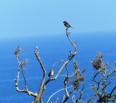 Pajarillos de campiña abierta