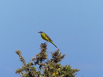 Pajarillos de campiña abierta