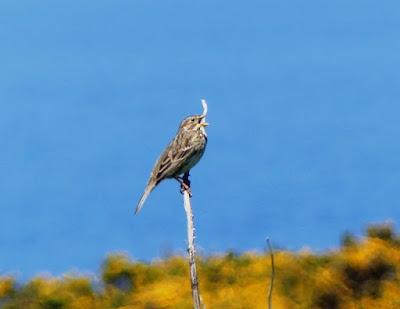 Pajarillos de campiña abierta